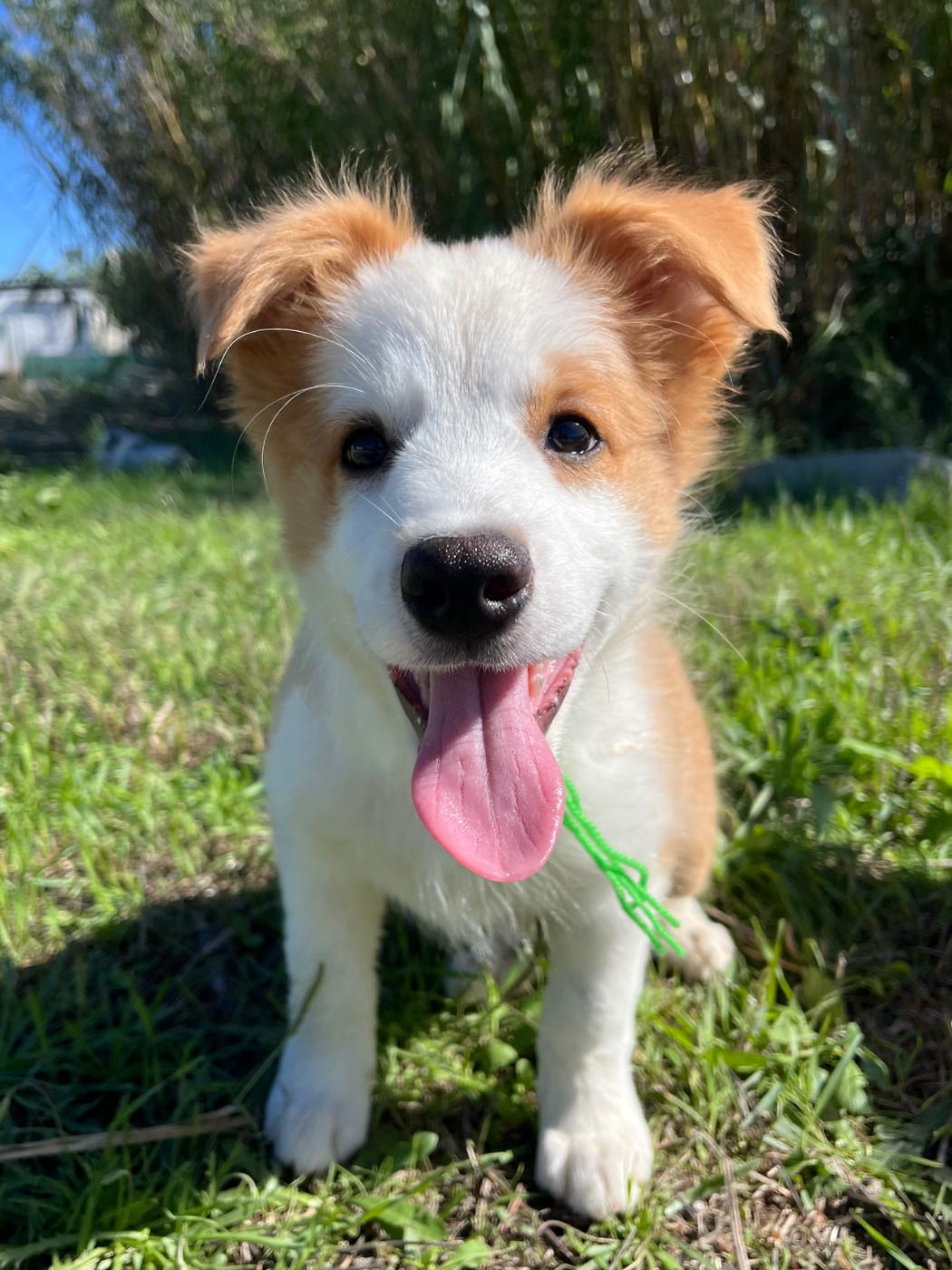 des Mirages d'Azur - Chiots disponibles - Border Collie