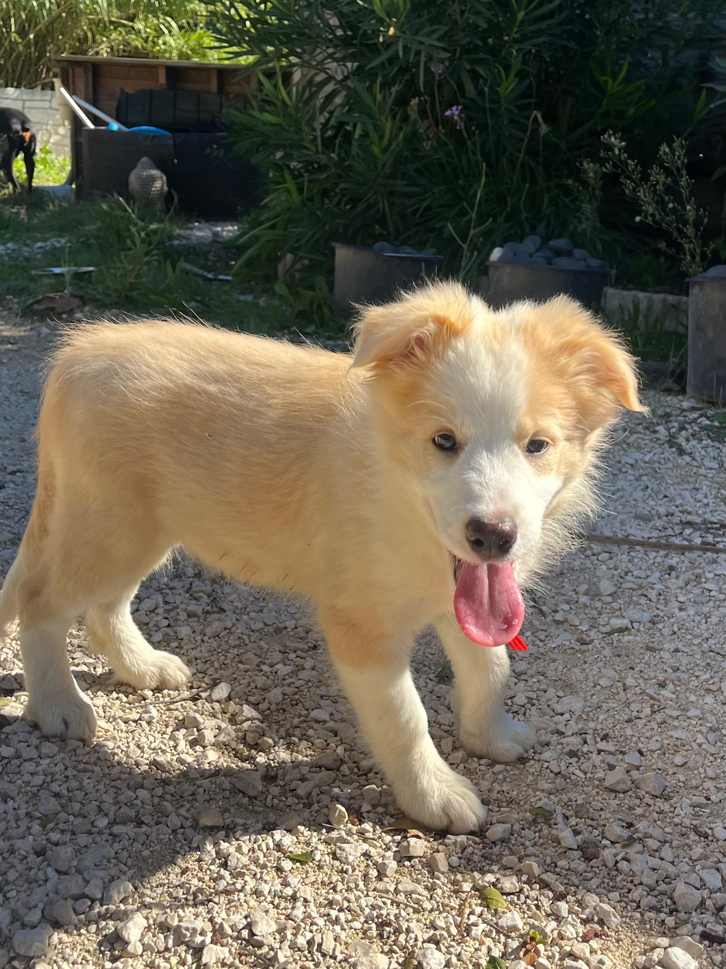 des Mirages d'Azur - Chiots disponibles - Border Collie