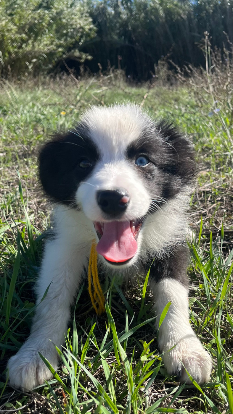 des Mirages d'Azur - Chiots disponibles - Border Collie