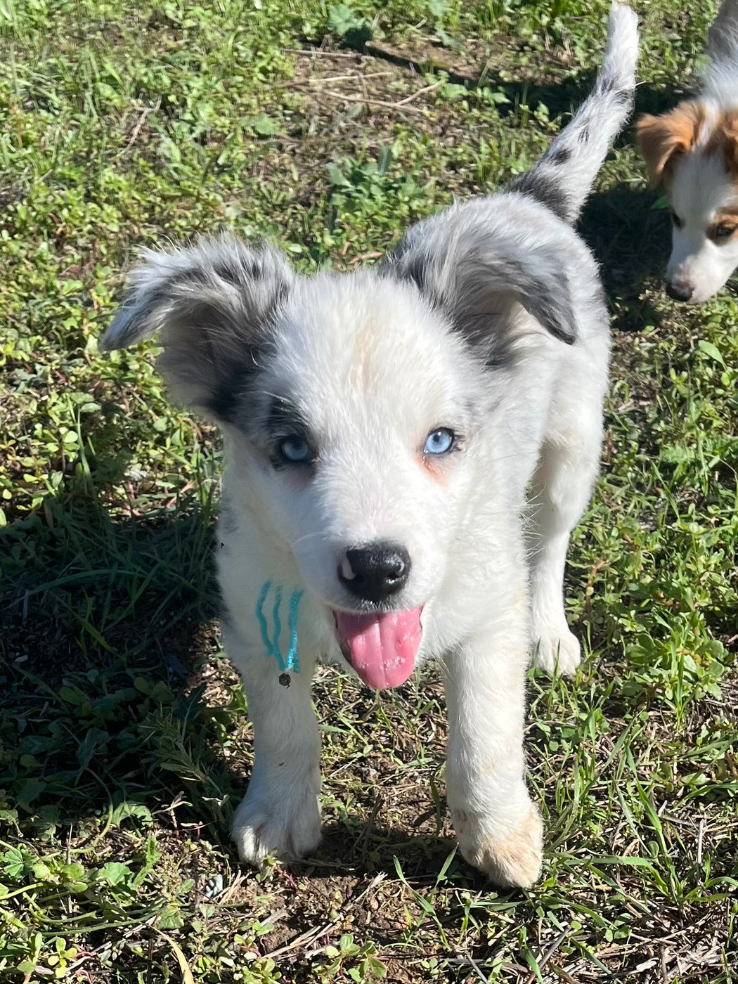 des Mirages d'Azur - Chiots disponibles - Border Collie
