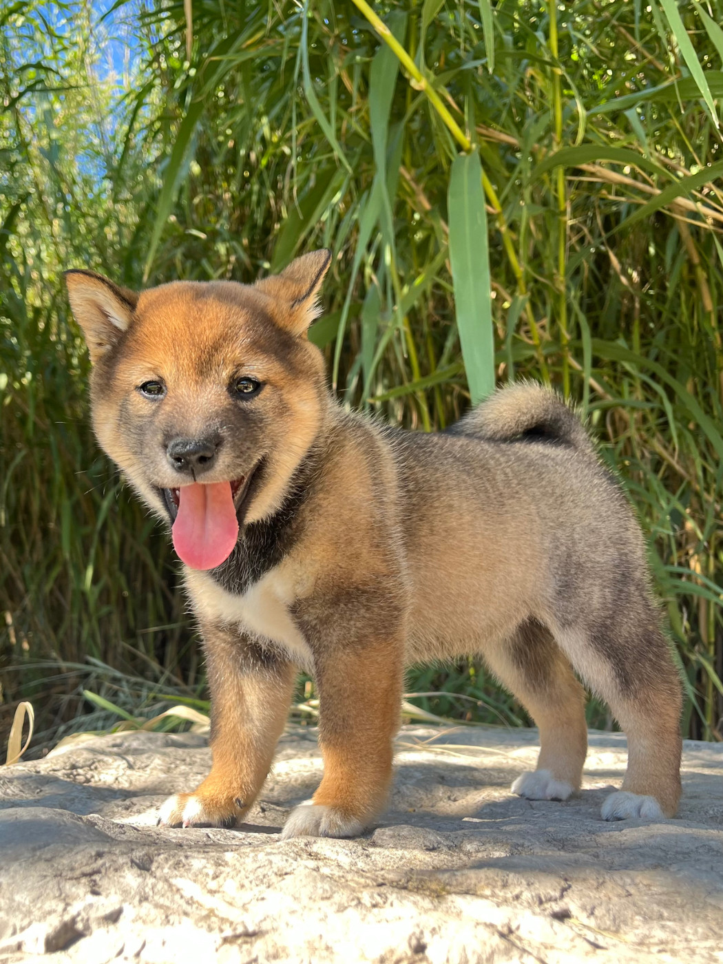 des Mirages d'Azur - Chiots disponibles - Shiba