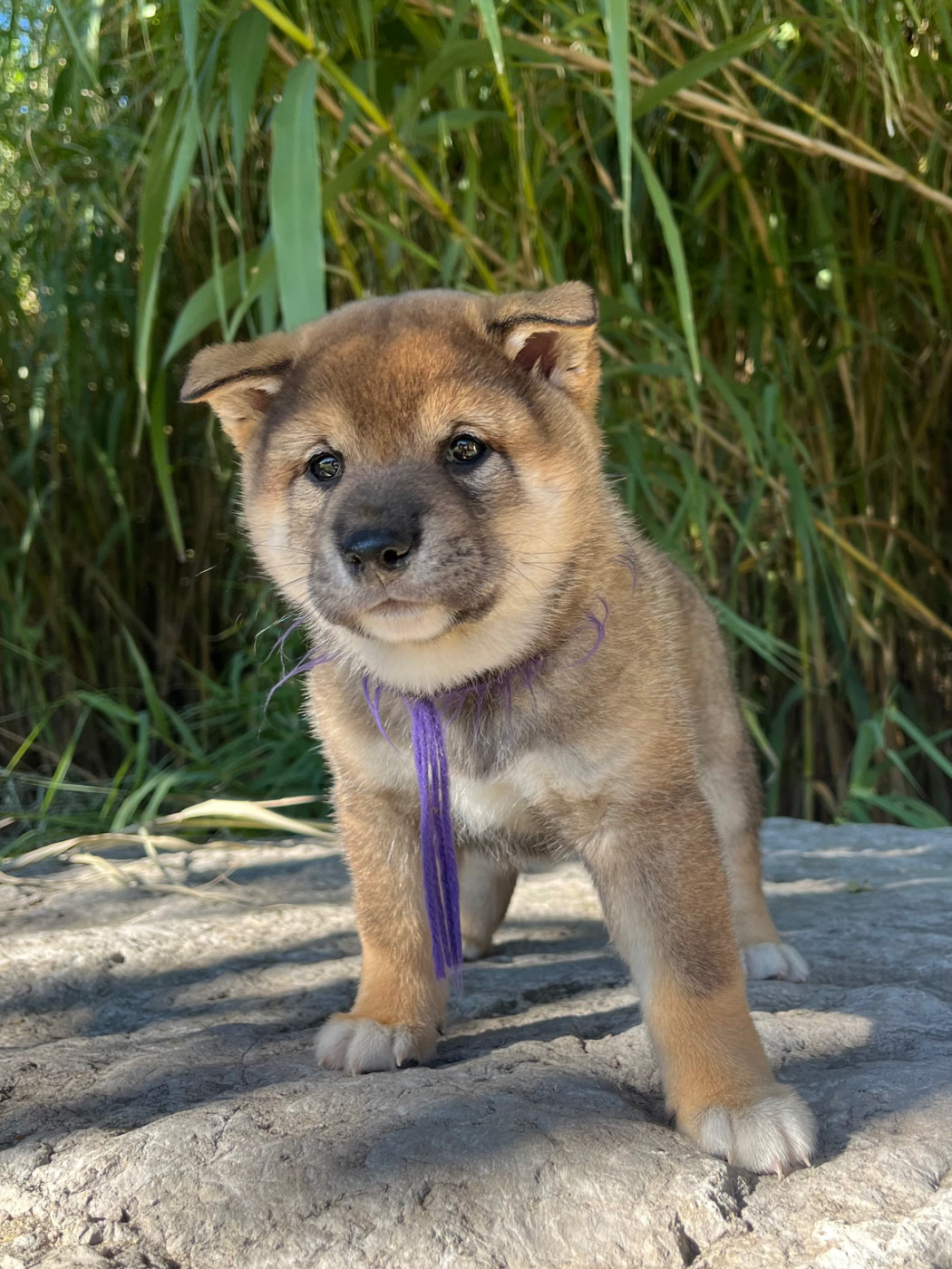 des Mirages d'Azur - Chiots disponibles - Shiba
