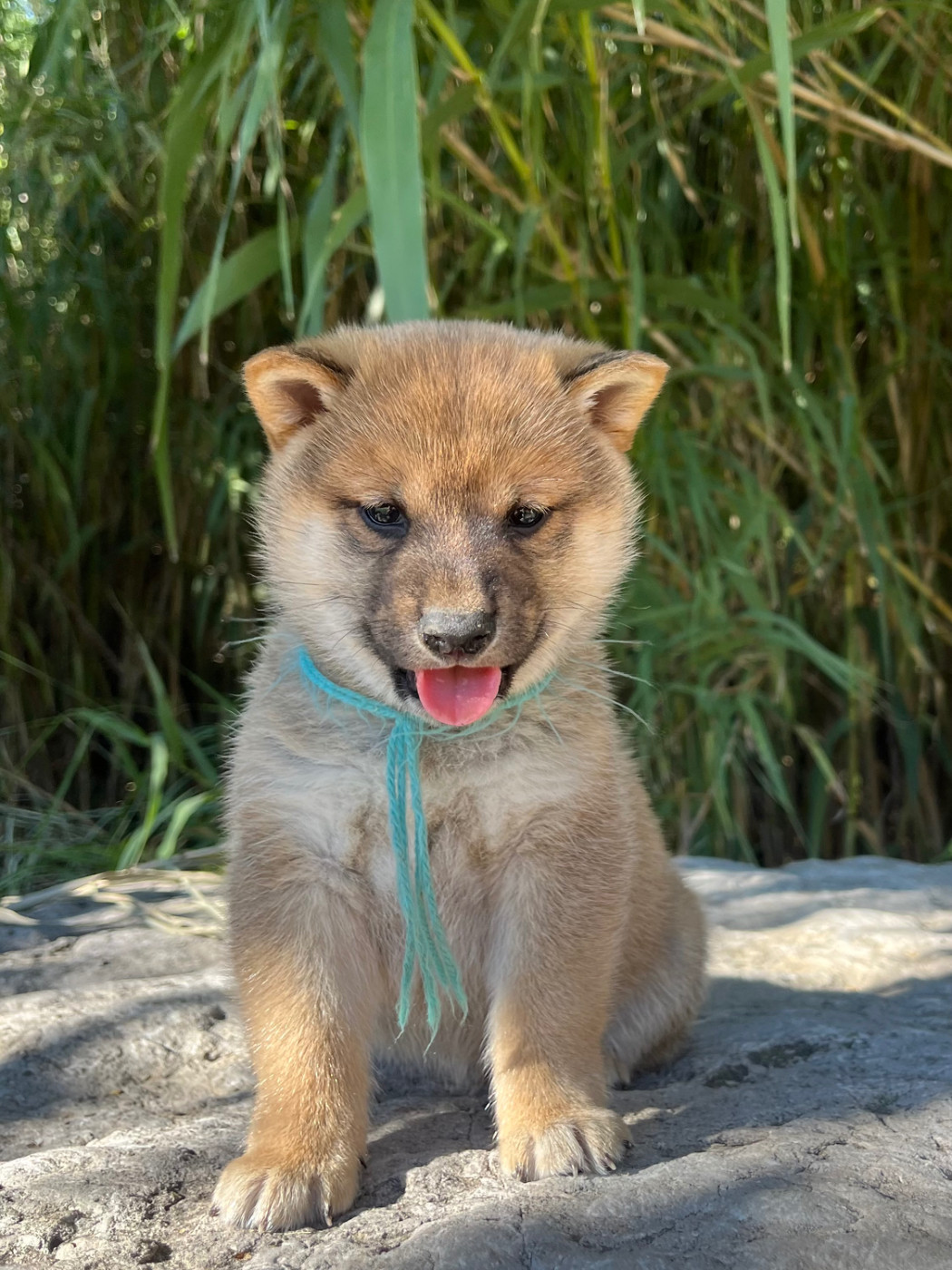 des Mirages d'Azur - Chiots disponibles - Shiba