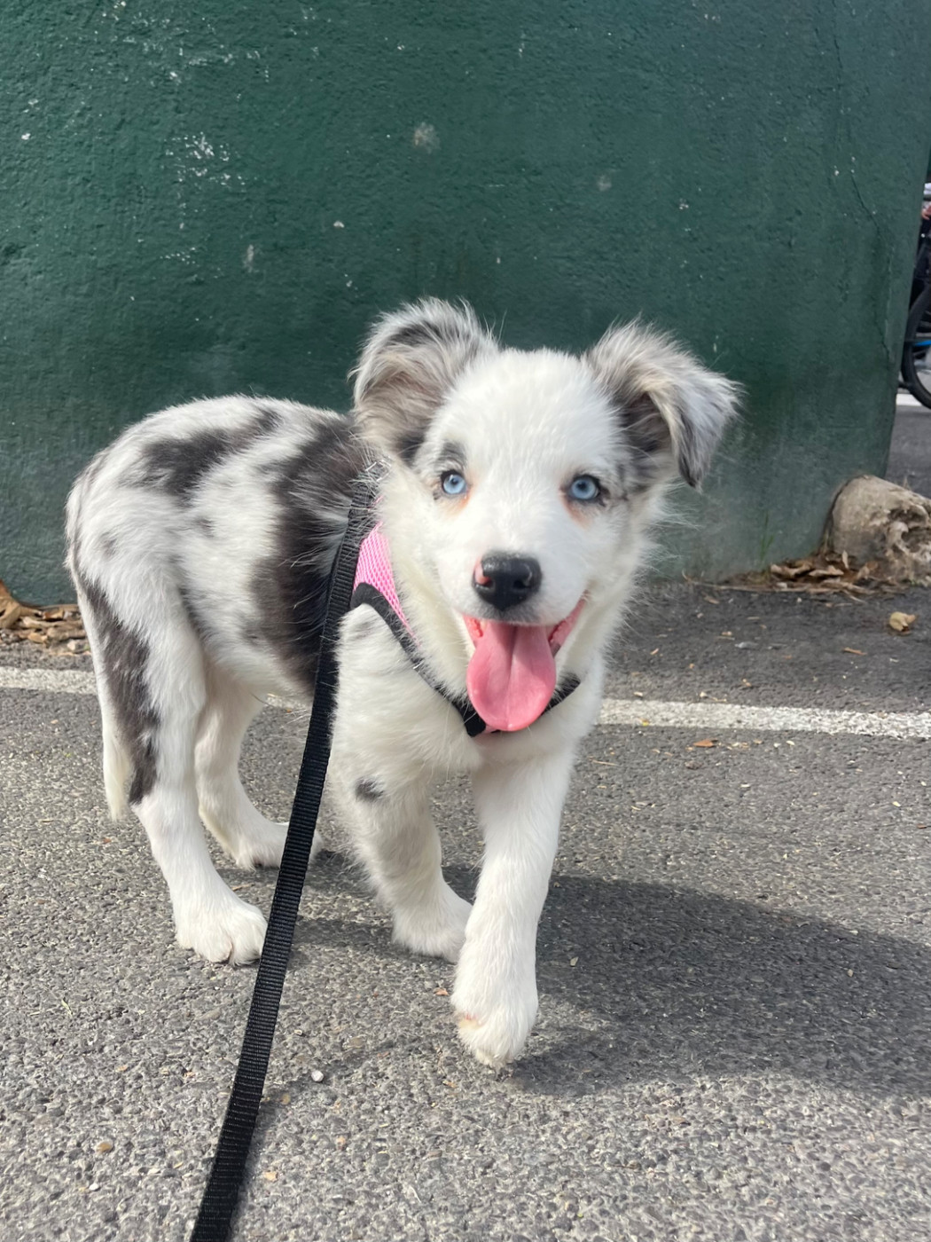 des Mirages d'Azur - Chiots disponibles - Border Collie