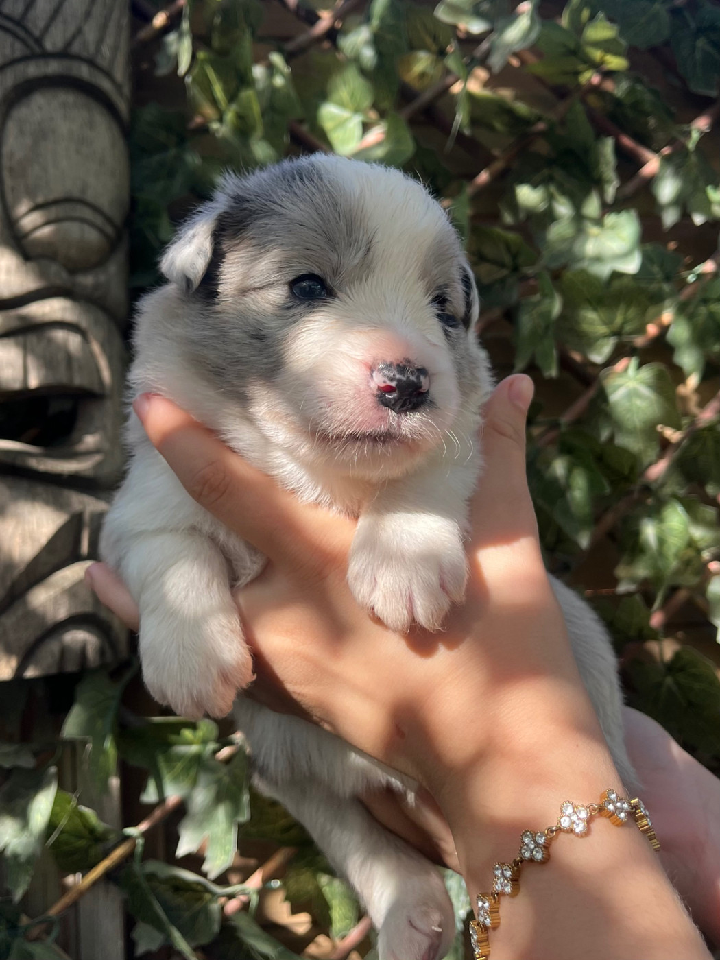 des Mirages d'Azur - Chiots disponibles - Border Collie