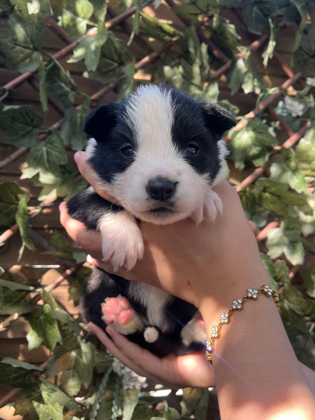 des Mirages d'Azur - Chiots disponibles - Border Collie