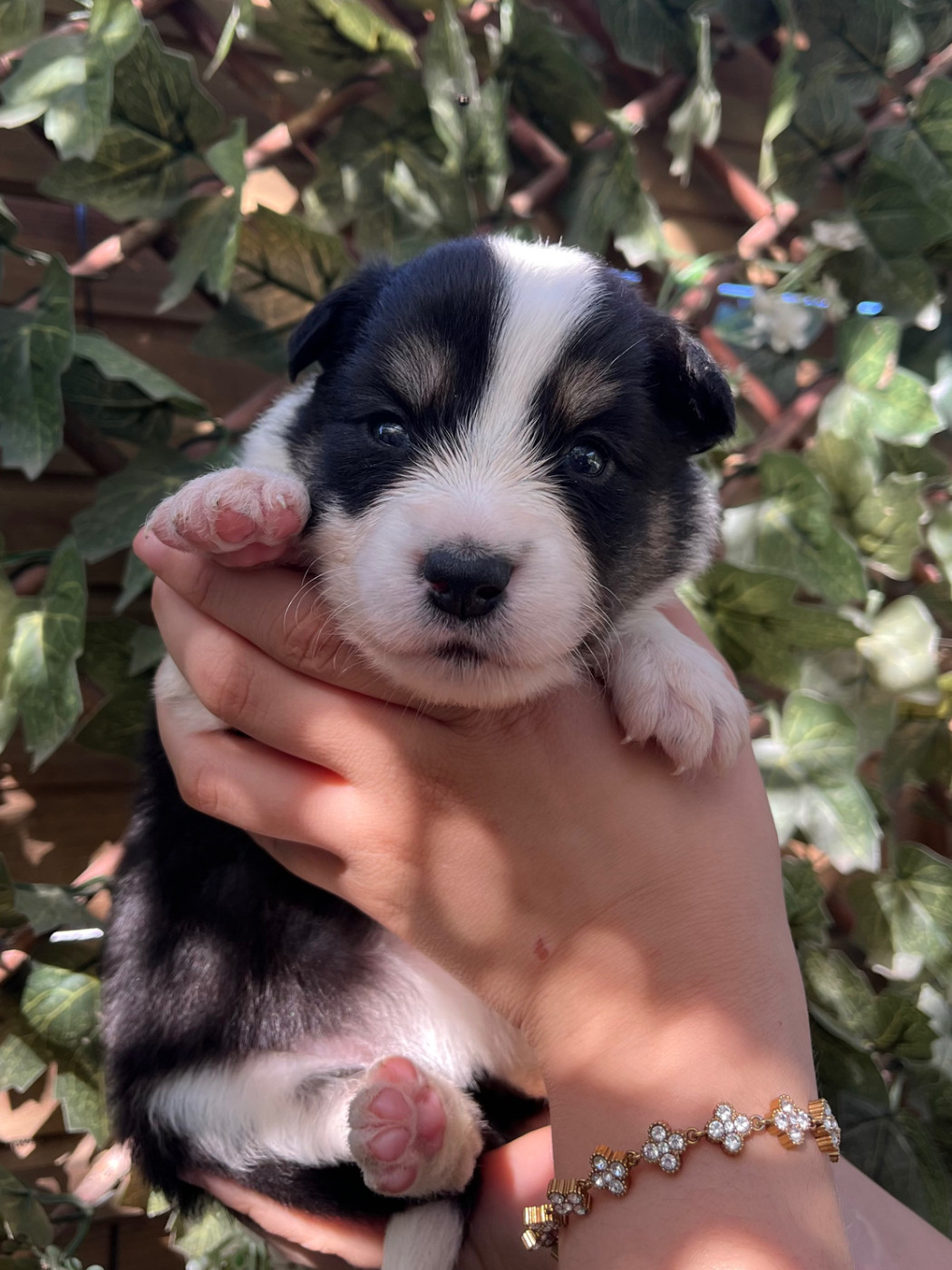 des Mirages d'Azur - Chiots disponibles - Border Collie