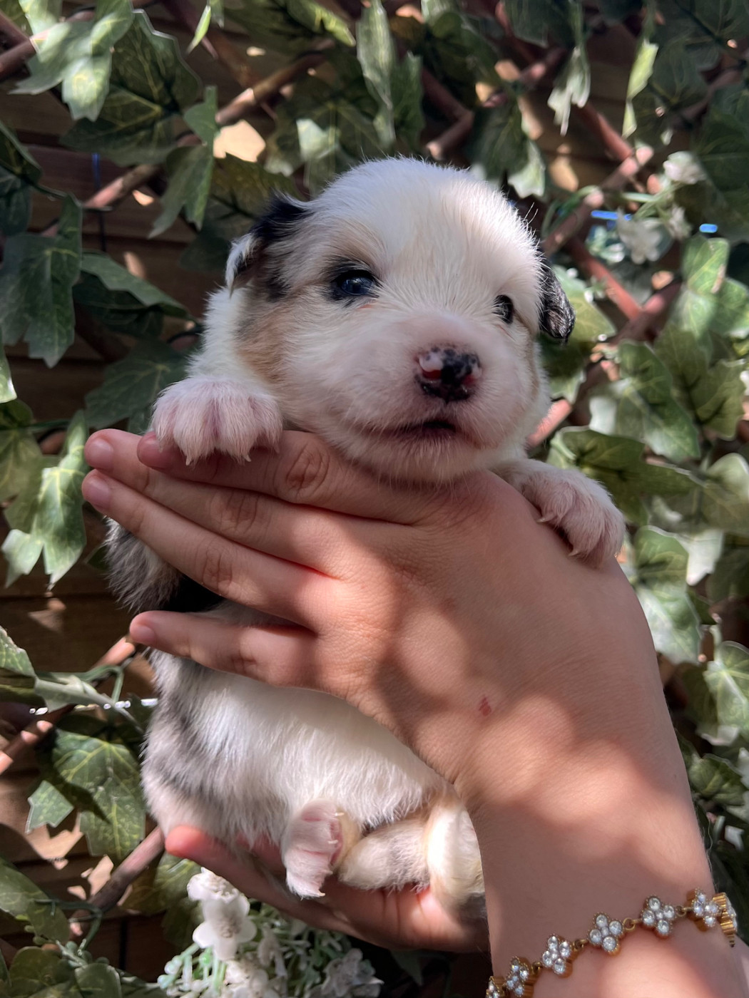 des Mirages d'Azur - Chiots disponibles - Border Collie