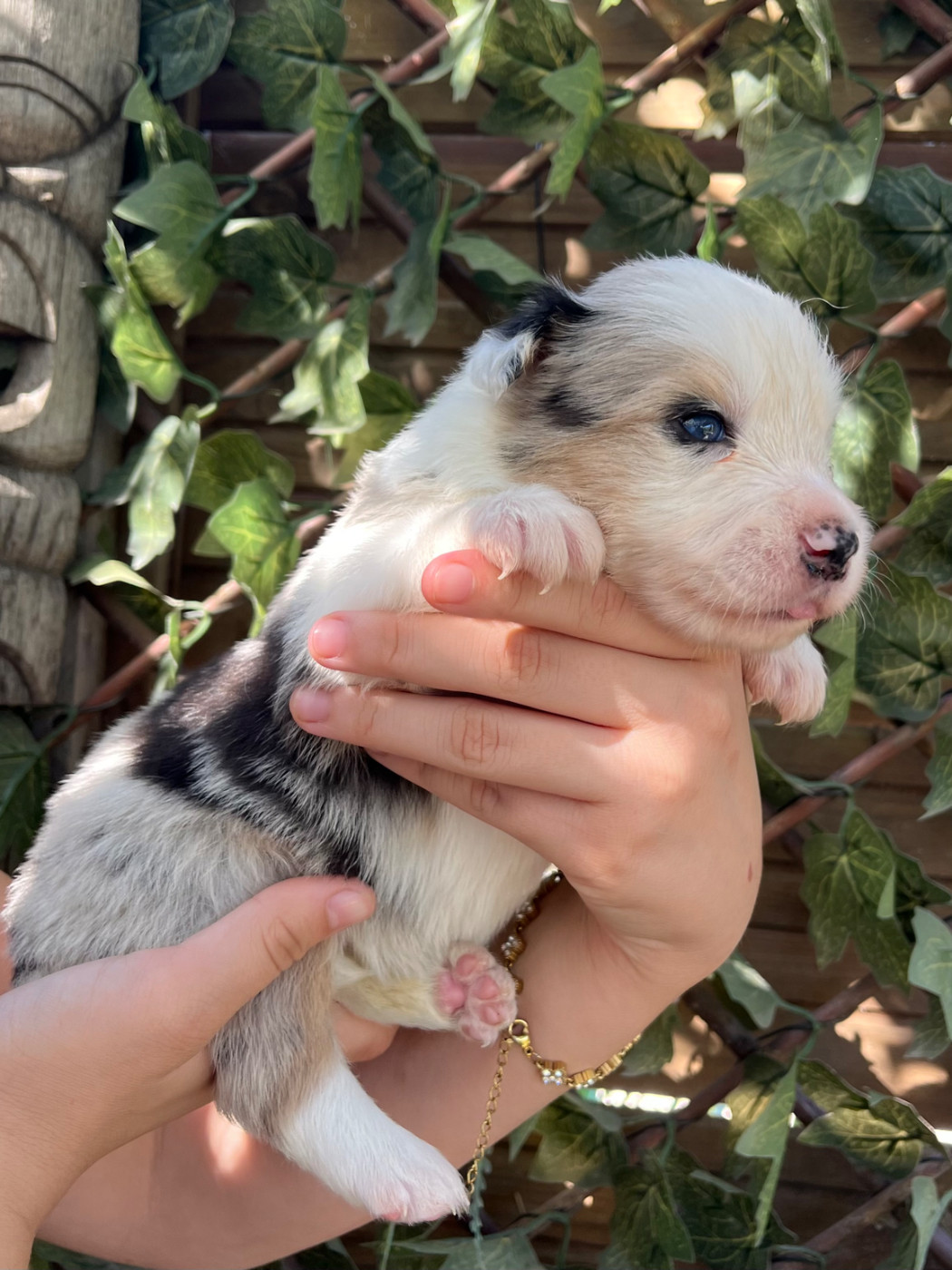 des Mirages d'Azur - Chiots disponibles - Border Collie