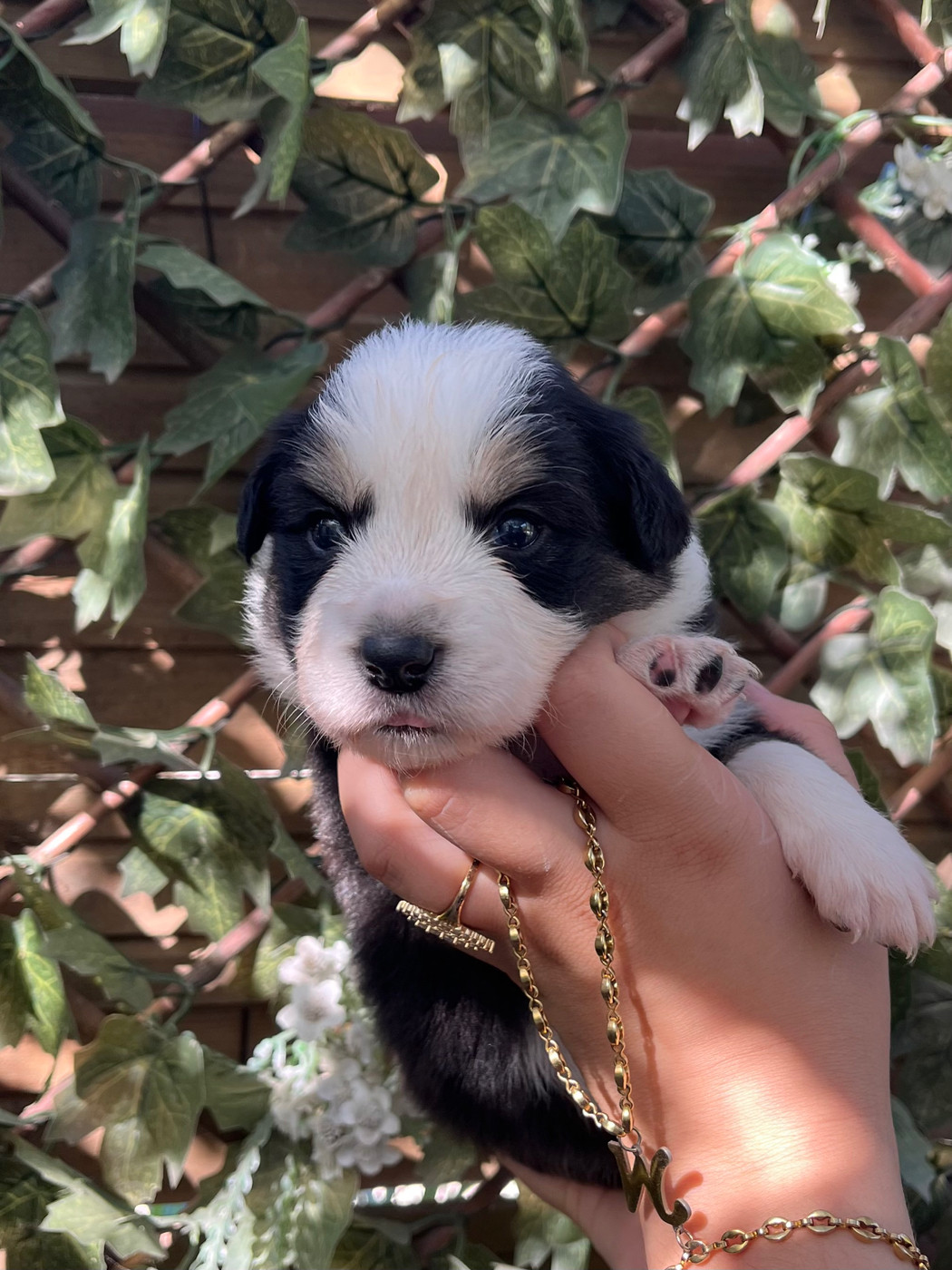 des Mirages d'Azur - Chiots disponibles - Border Collie