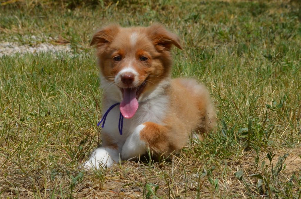 des Mirages d'Azur - Chiots disponibles - Berger Australien