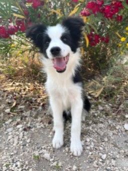 des Mirages d'Azur - Chiots disponibles - Border Collie