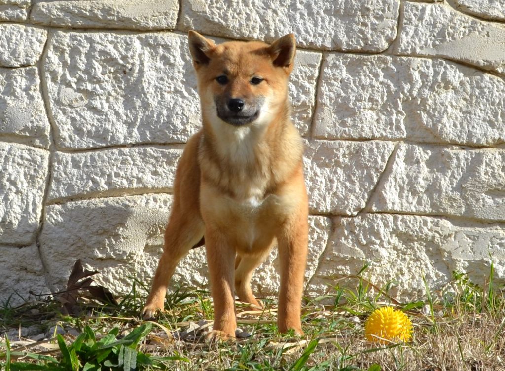 des Mirages d'Azur - Chiots disponibles - Shiba