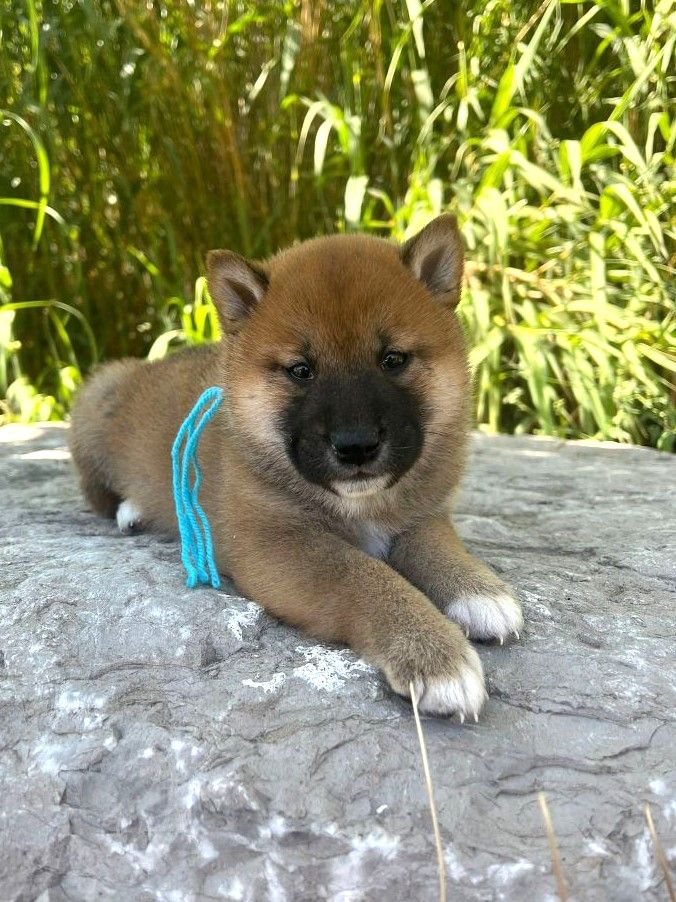 des Mirages d'Azur - Chiots disponibles - Shiba