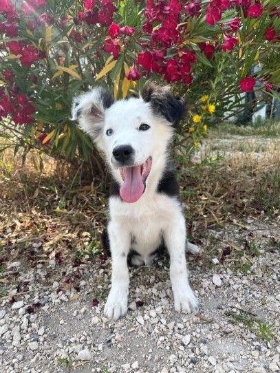 des Mirages d'Azur - Chiots disponibles - Border Collie