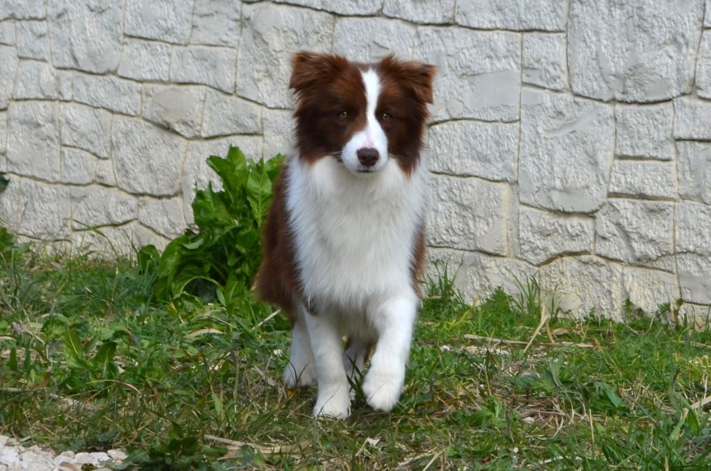 des Mirages d'Azur - Border Collie - Portée née le 28/05/2024