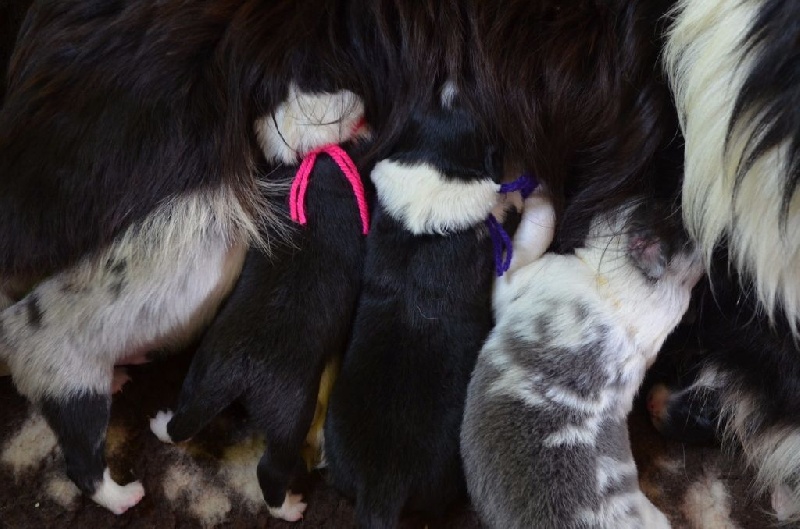 Chiot Border Collie des Mirages d'Azur