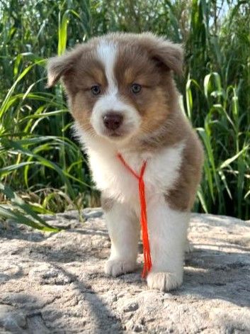 des Mirages d'Azur - Chiots disponibles - Berger Australien