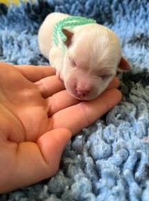 des Mirages d'Azur - Chiots disponibles - Coton de Tulear