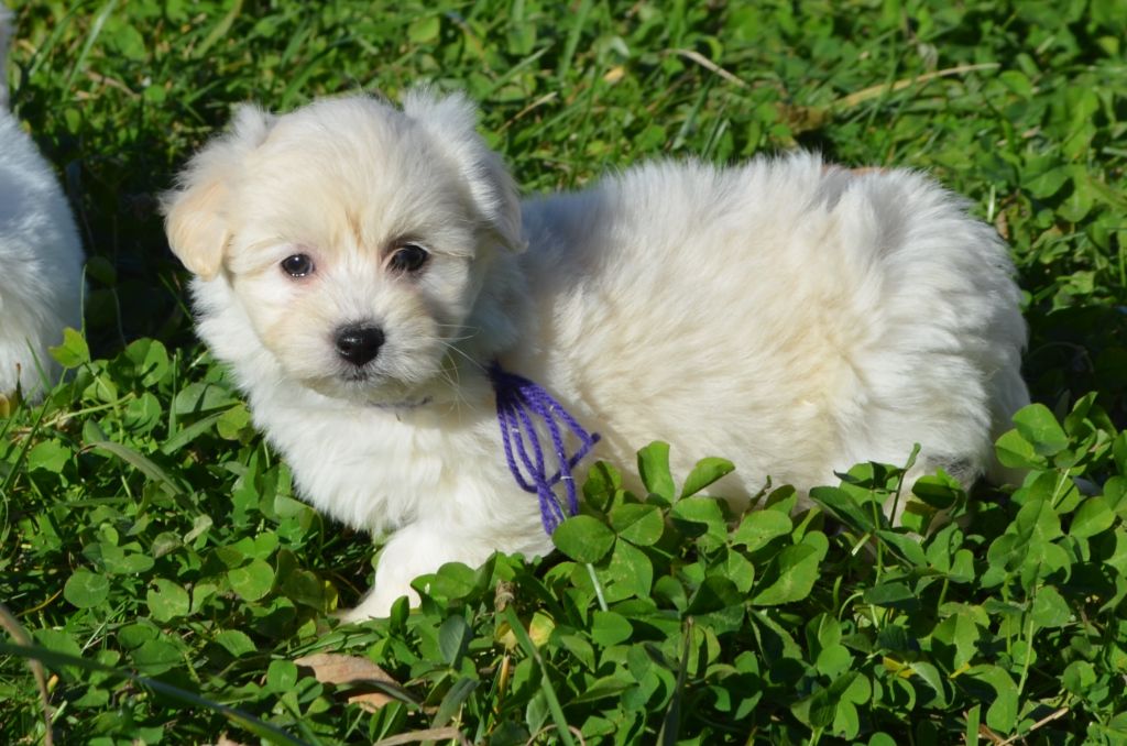 des Mirages d'Azur - Chiots disponibles - Coton de Tulear
