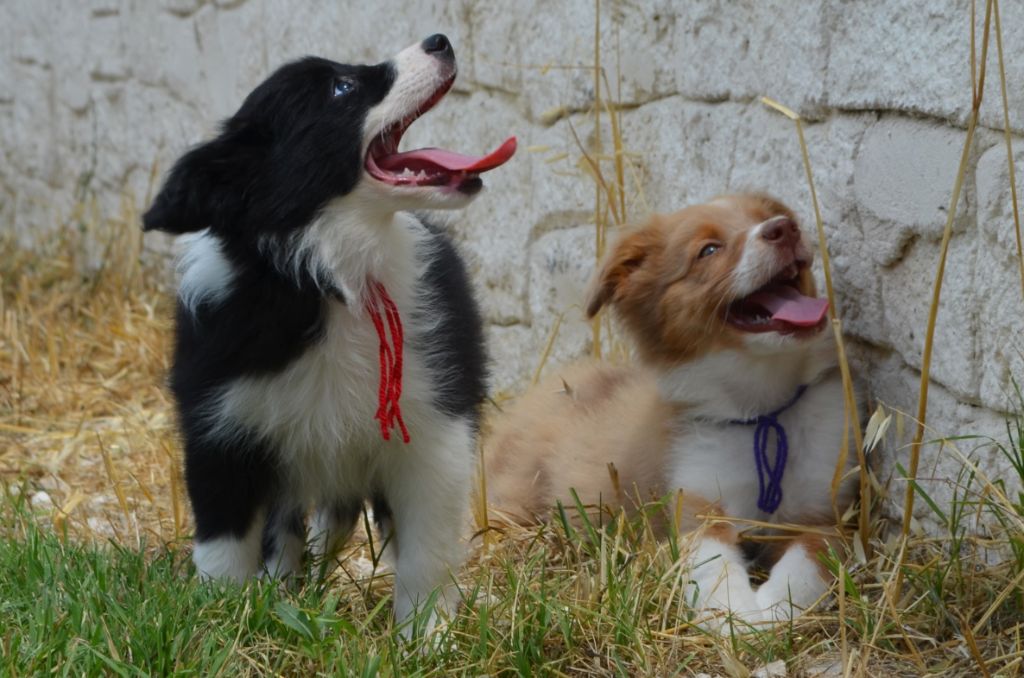 des Mirages d'Azur - Chiots disponibles - Border Collie