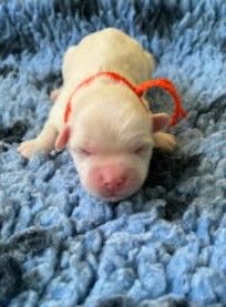 des Mirages d'Azur - Chiots disponibles - Coton de Tulear