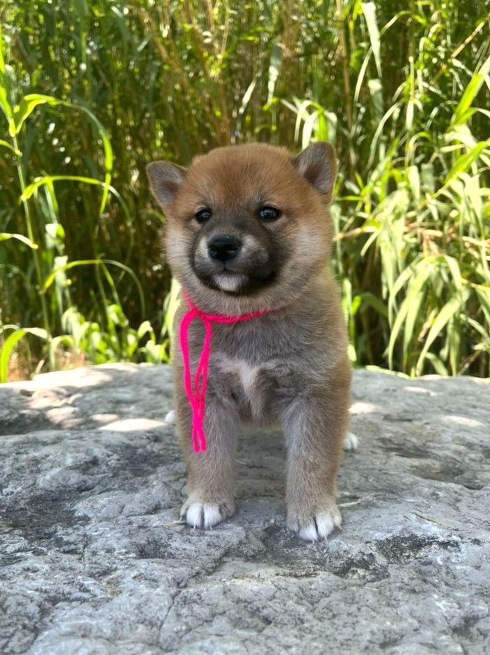 des Mirages d'Azur - Chiots disponibles - Shiba
