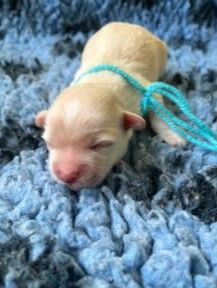 des Mirages d'Azur - Chiots disponibles - Coton de Tulear