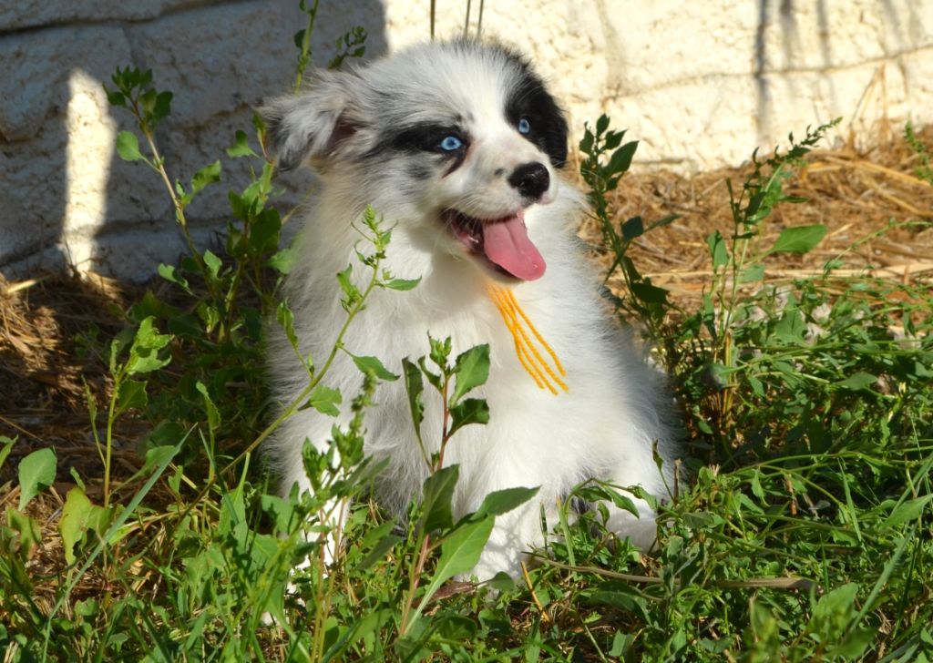 des Mirages d'Azur - Chiots disponibles - Border Collie
