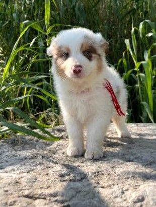 des Mirages d'Azur - Chiots disponibles - Berger Australien