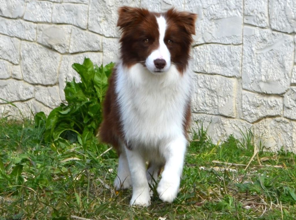des Mirages d'Azur - Chiots disponibles - Border Collie