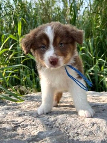 des Mirages d'Azur - Chiots disponibles - Berger Australien