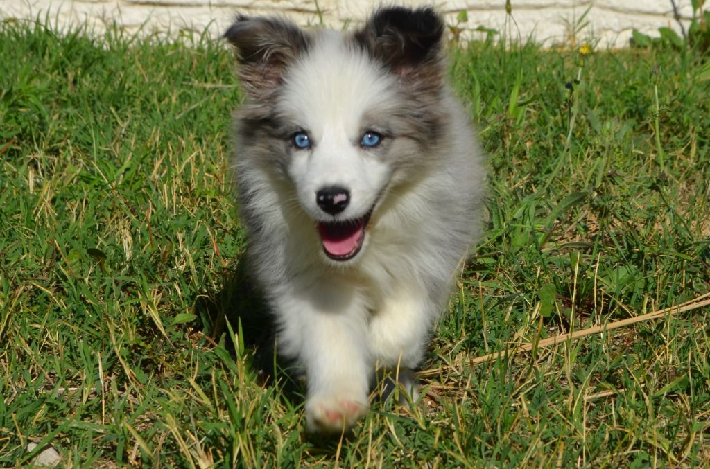 des Mirages d'Azur - Chiots disponibles - Border Collie