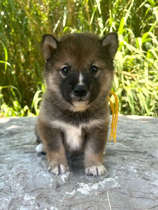 des Mirages d'Azur - Chiots disponibles - Shiba