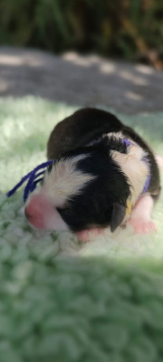 Chiot N°7