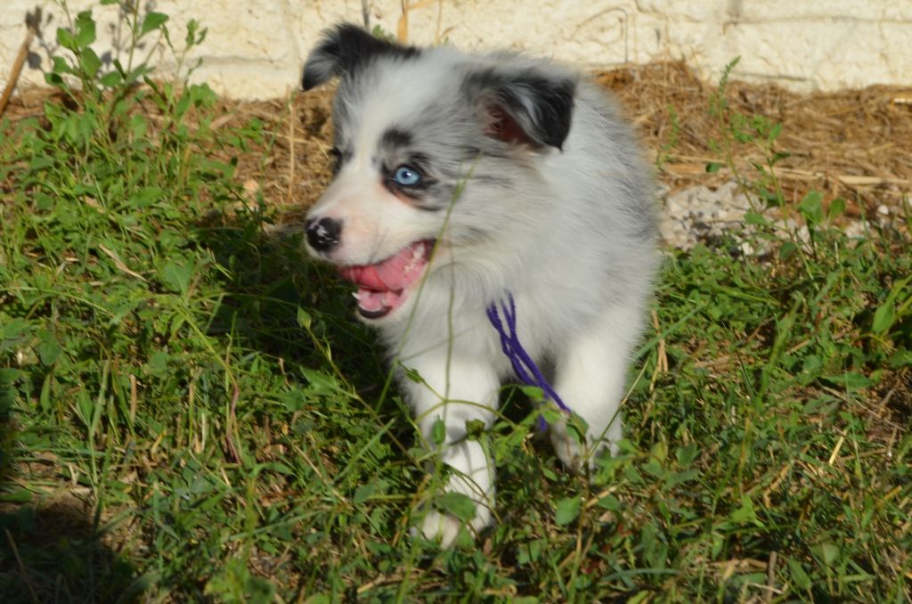 Chiot Border Collie des Mirages d'Azur