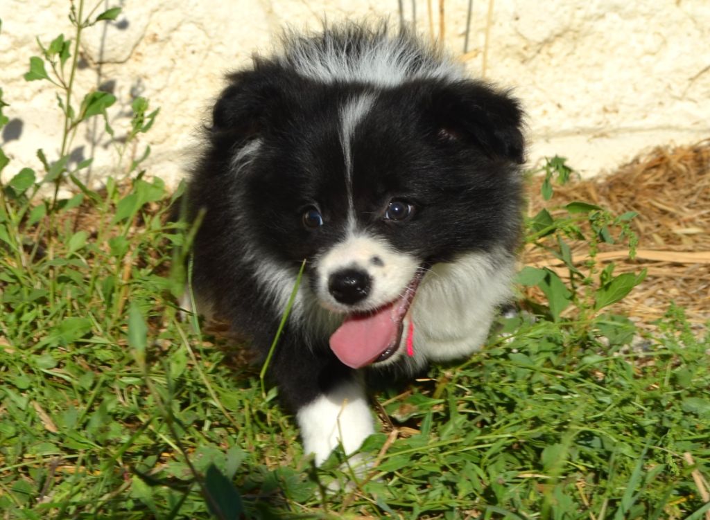 des Mirages d'Azur - Chiots disponibles - Border Collie