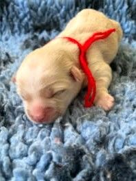 des Mirages d'Azur - Chiots disponibles - Coton de Tulear