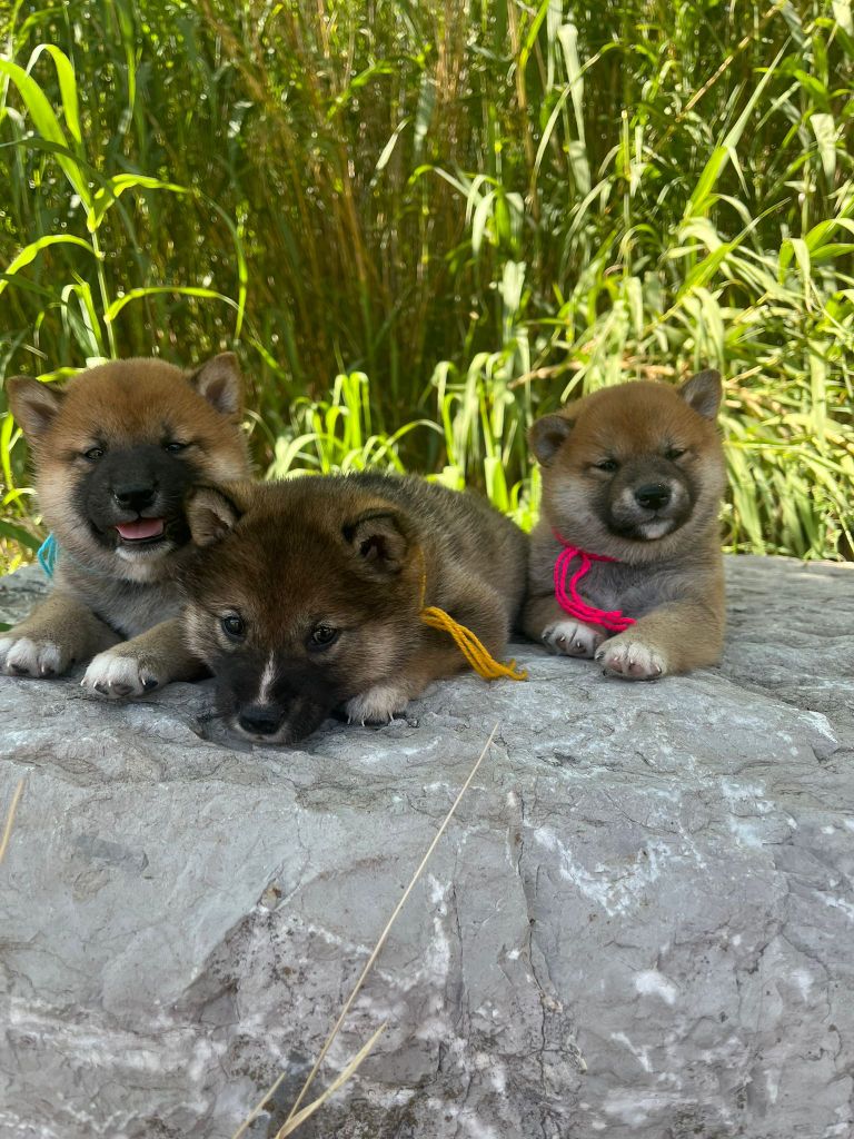Chiot Shiba des Mirages d'Azur