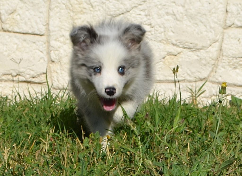 des Mirages d'Azur - Chiots disponibles - Border Collie