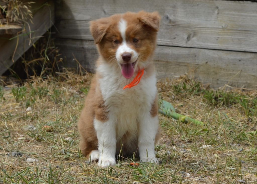 des Mirages d'Azur - Chiots disponibles - Berger Australien