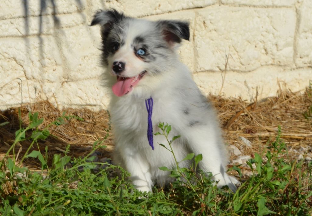 des Mirages d'Azur - Chiots disponibles - Border Collie
