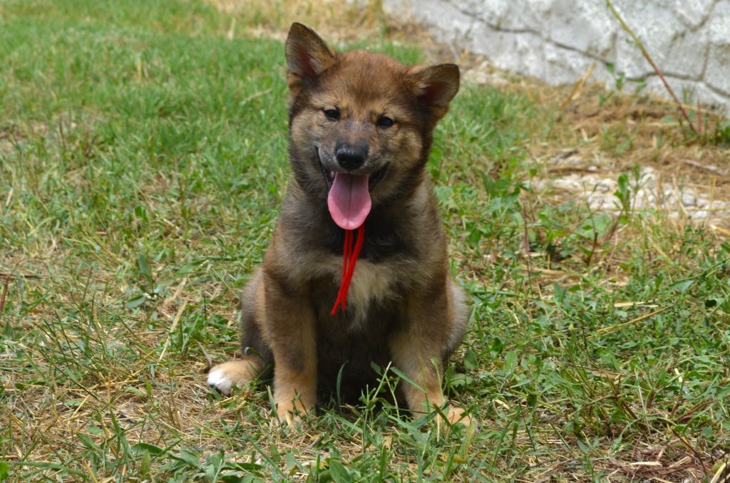 des Mirages d'Azur - Chiots disponibles - Shiba