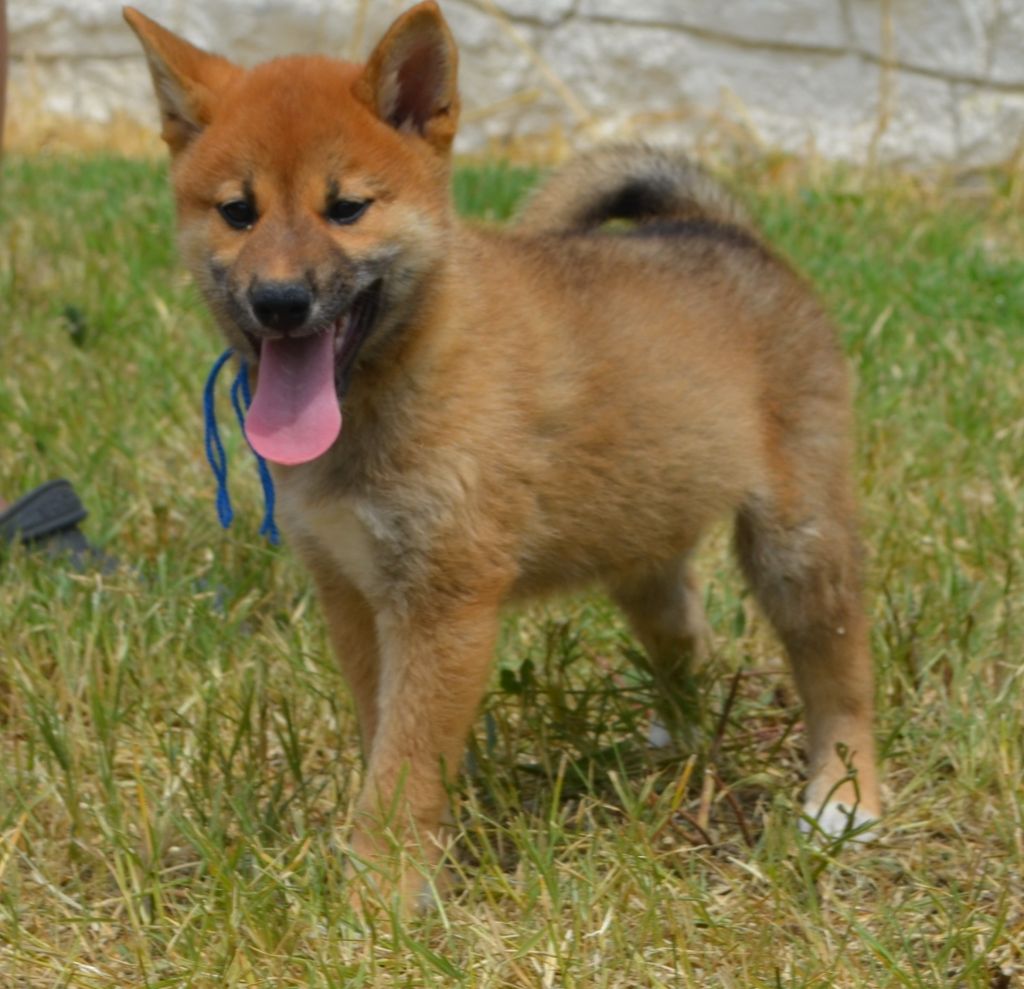 des Mirages d'Azur - Chiots disponibles - Shiba