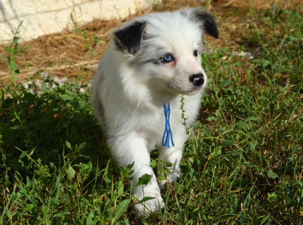 des Mirages d'Azur - Chiots disponibles - Border Collie
