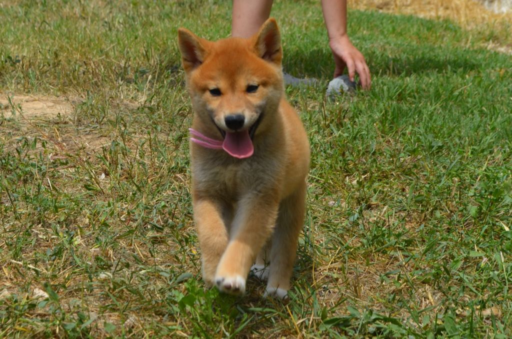 des Mirages d'Azur - Chiots disponibles - Shiba